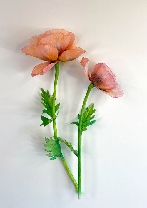 Oriental Poppy VIDEO