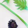 Wafer Paper Poppy Stem