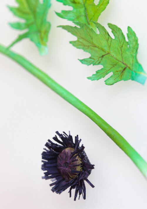 Oriental Poppy VIDEO